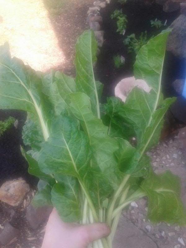 spinach_zps987d1419.jpg
