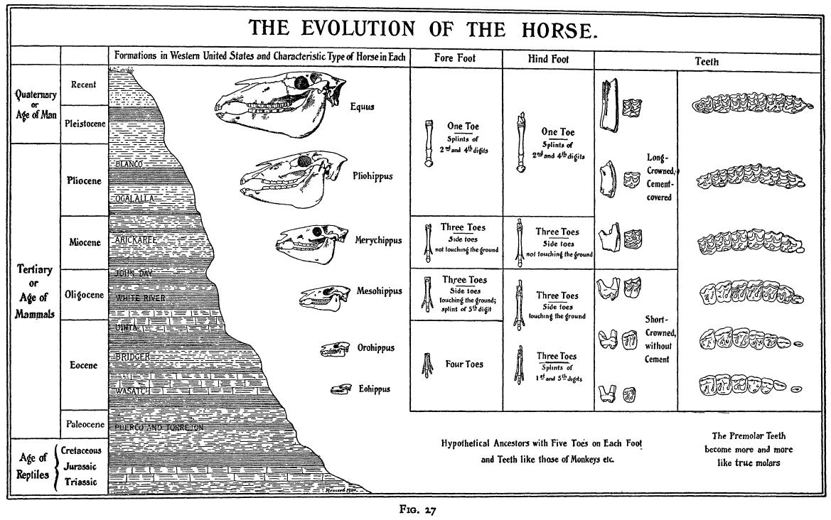 horseevosimple.jpg