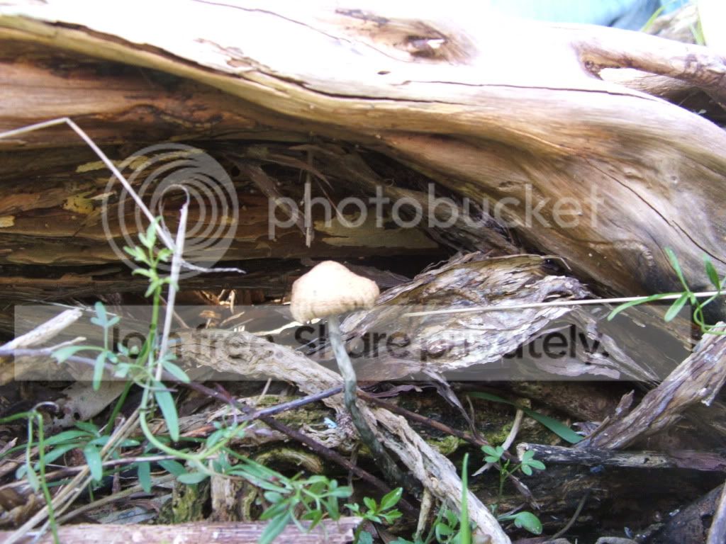 DSCF1620.jpg