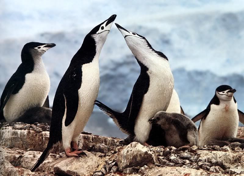 Chinstrap-Penguins.jpg