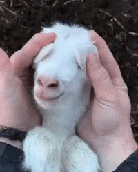 Lqmp9t-VPIvtyy-KQne-Q-1.gif