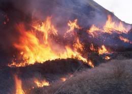 grass_fire_260.jpg