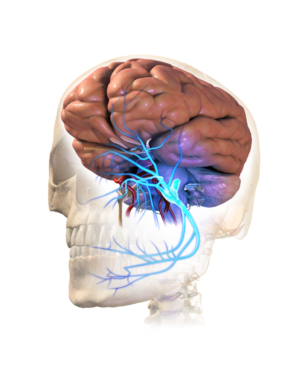 www.aans.org
