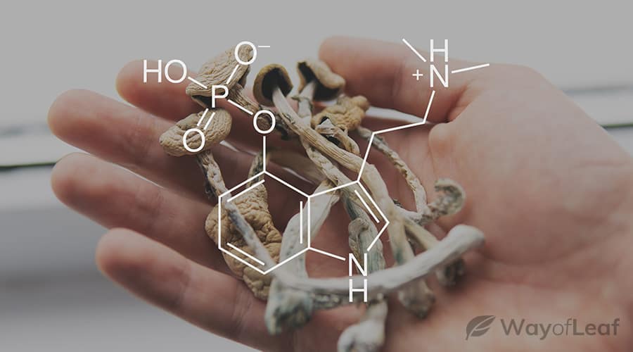 can-psychedelics-treat-obsessive-compulsive-disorder