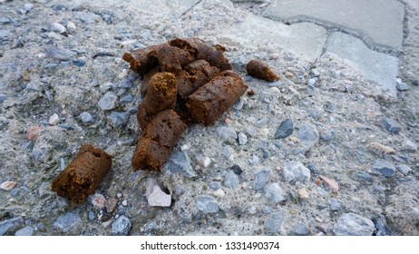 dog-poop-shit-on-street-260nw-1331490374.jpg