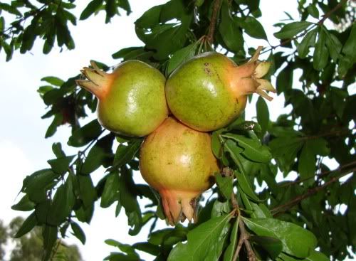 pomegranate.jpg