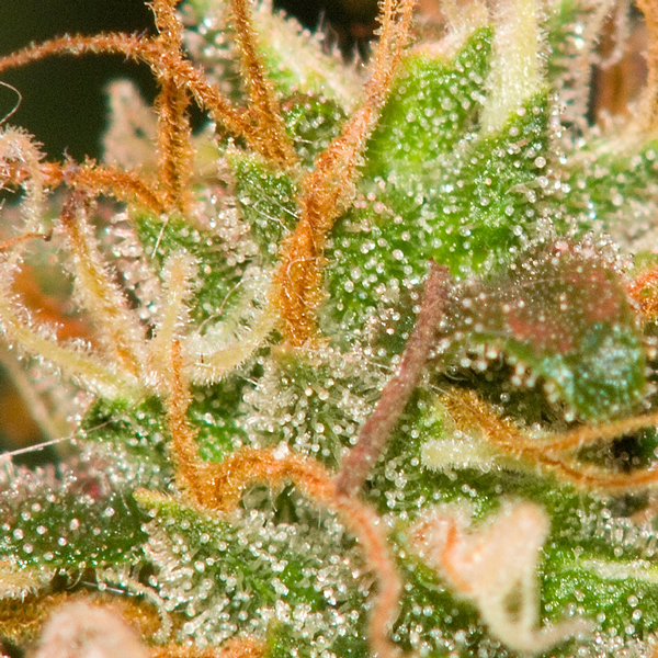 Flowering-Day-47-6.jpg