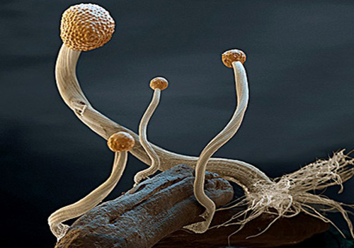 LSD_Production_Ergot_Germination_with_spores.jpg