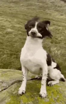 dogs-funny.gif