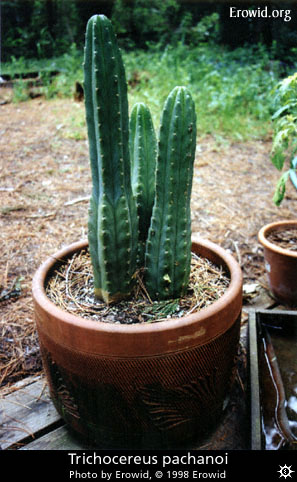 trichocereus_pachanoi2.jpg