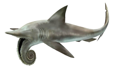 Field_Museum_Helicoprion.jpg