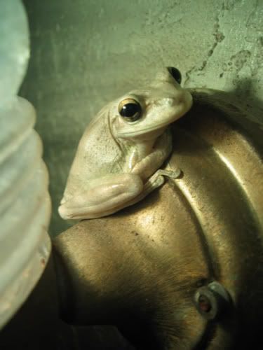 froggy-1.jpg