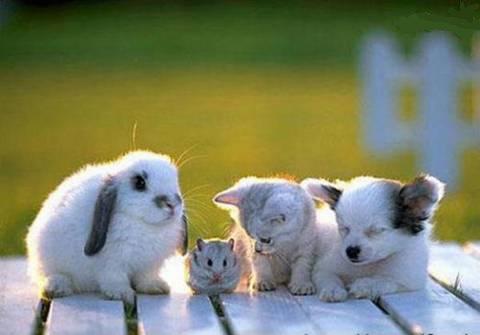 baby_rabbit.JPG