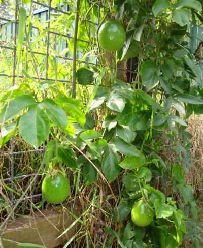 passionfruit.jpg