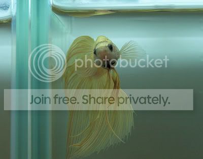YellowVielTail.jpg