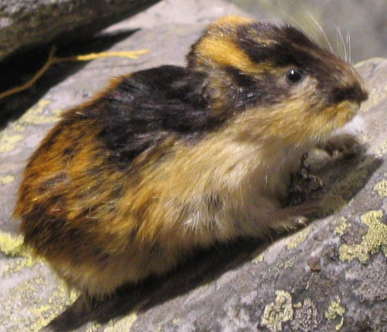 Lemming_(1).jpg