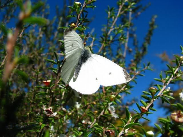 butterfly.jpg