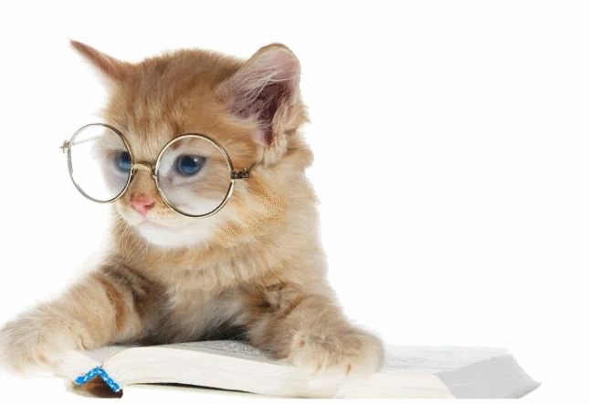 210_cat_reading_book.gif