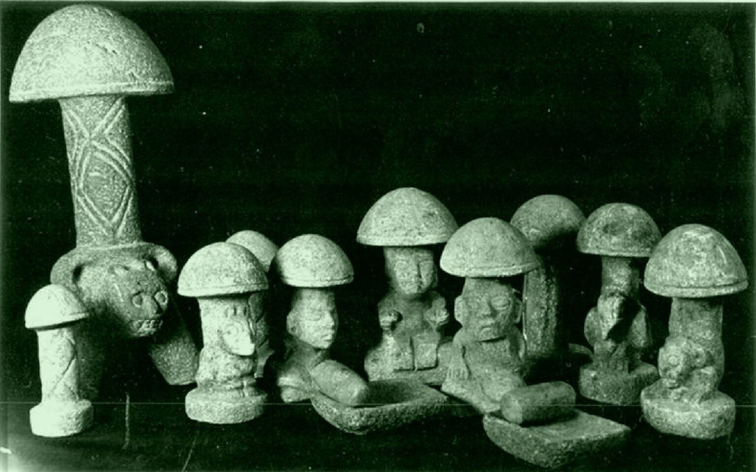 mushrooms-1536x959-1-1500x937.jpg