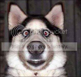 sillydog.jpg