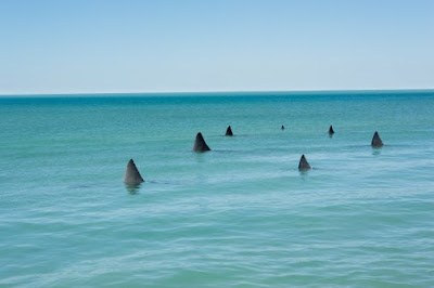 sharks_fl.jpg