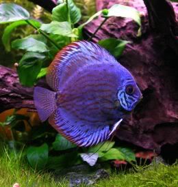 discus.jpg
