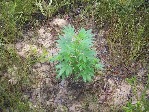 superskunk320skewed.jpg