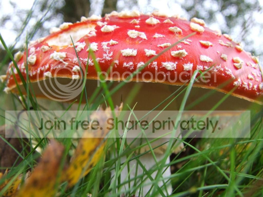 DSCF8526_zps3649c271.jpg