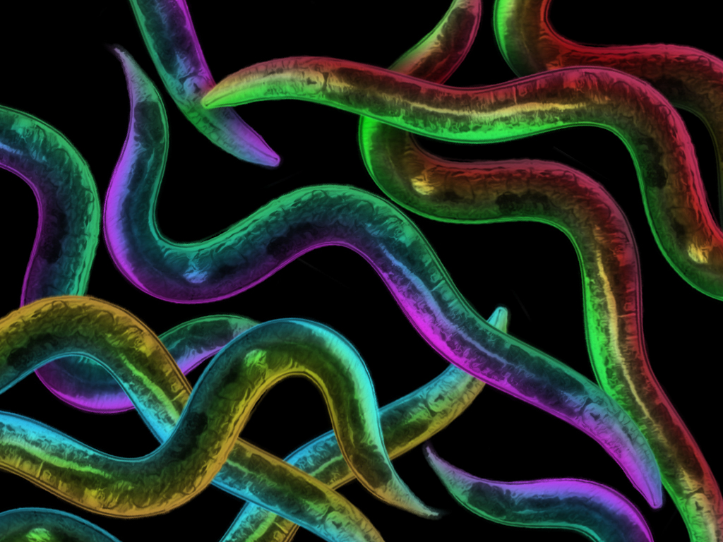 c-elegans-QBI-worm-nerve-injury.jpg