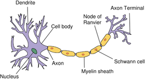 400px-neuron.svg.png