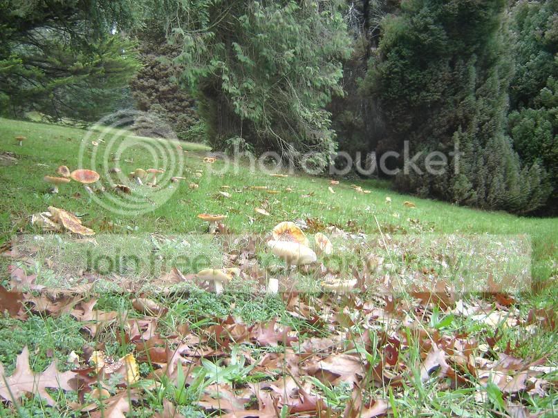 fungi6.jpg