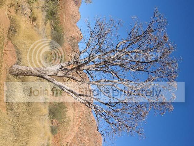 BeanTree.jpg
