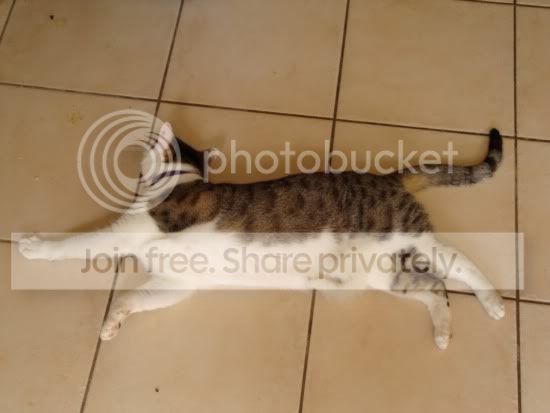 hotkitties4.jpg