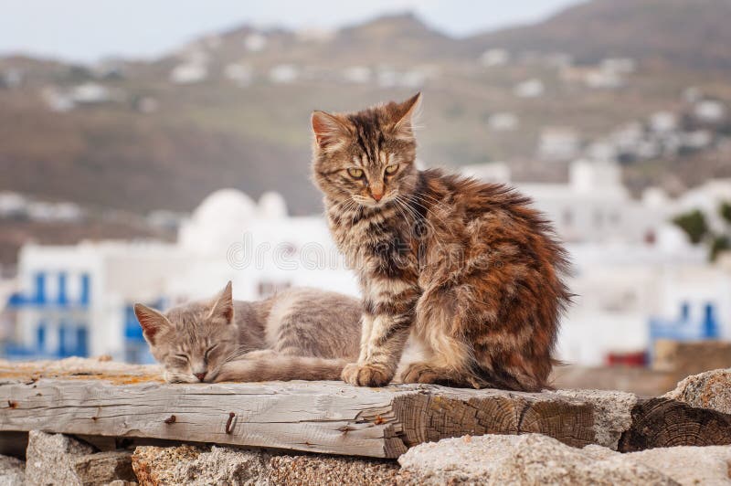 cats-greece-mykonos-city-40464924.jpg