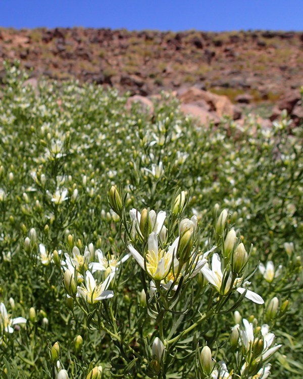 Peganum_harmala.jpg
