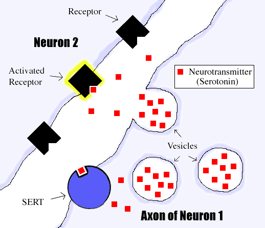 basicneuron.gif