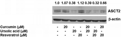 prostatecancercurcuminursolicacid4.gif