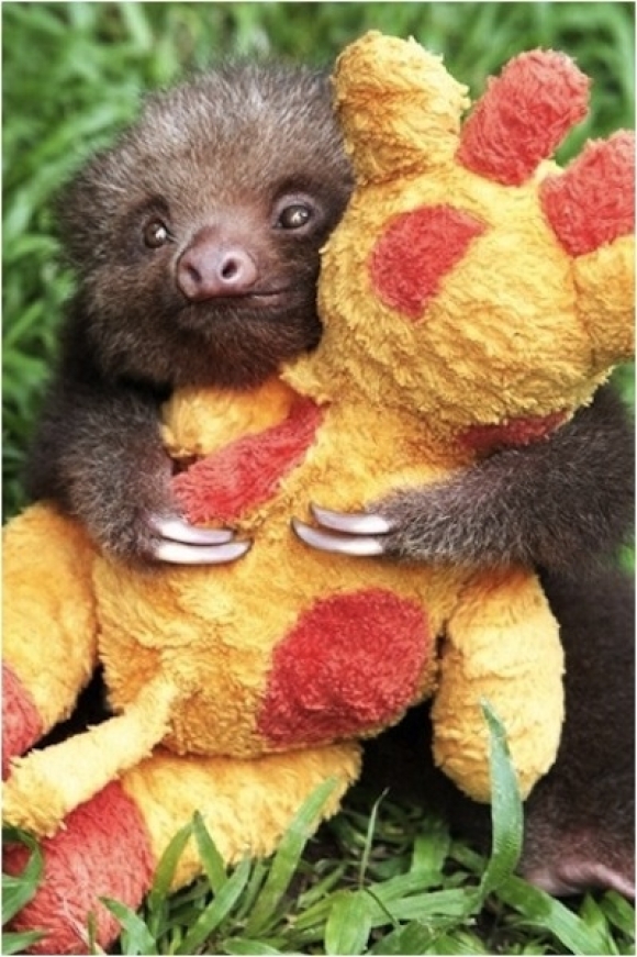 sloth+3.jpg