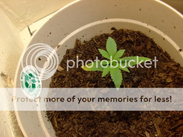 weed014.jpg