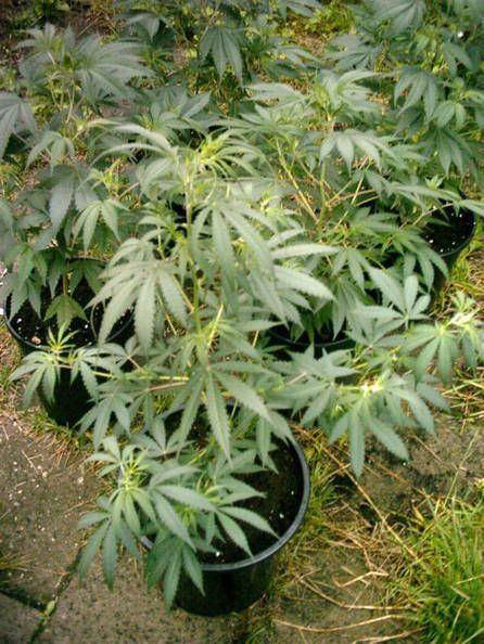 Img13.jpg