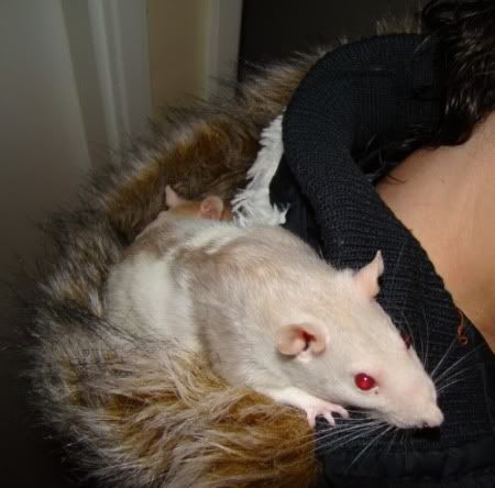 ratties1.jpg