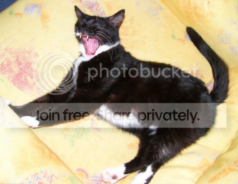 Osolemeow.jpg