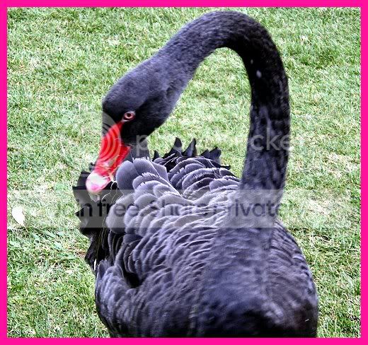 Swan2.jpg