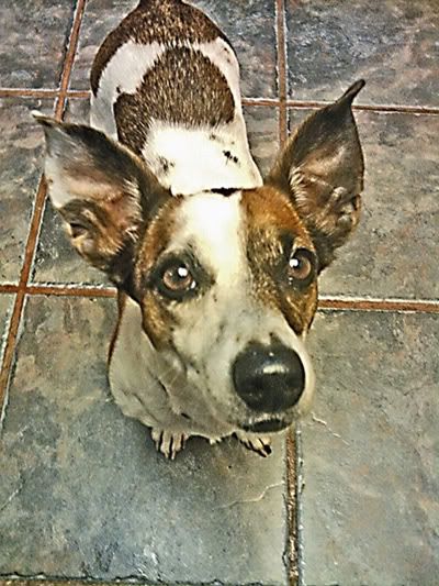 Sophia-the-Dog_1WEB.jpg