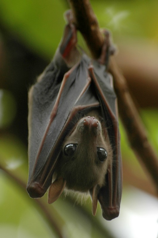 vampire-bat.jpg