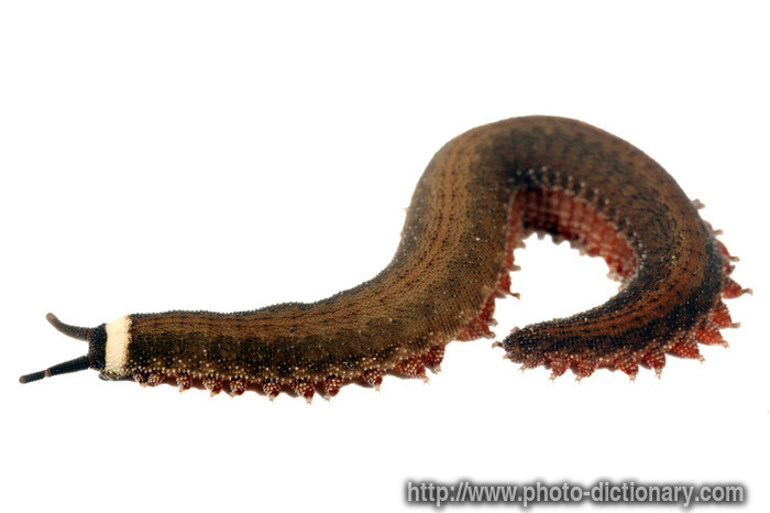 4192velvet_worm.jpg