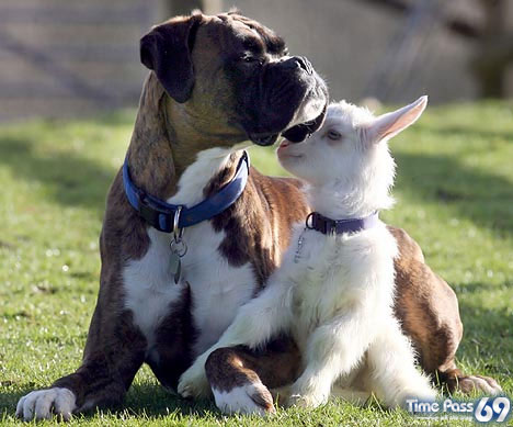 dog_adopts_baby_goat1.jpg