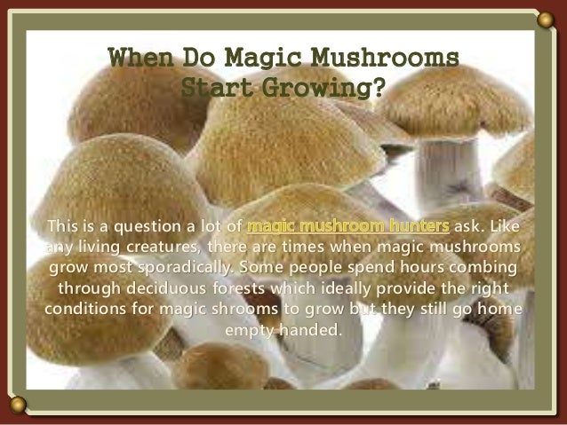 when-do-magic-mushrooms-start-growing-1-638.jpg