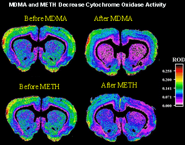 MDMA-METH-Cox.GIF