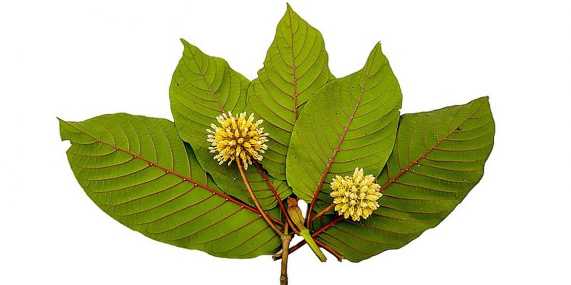 This shows a Kratom leaf and flower